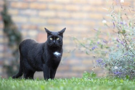 ダイナミックアイランド 設定 - なぜ猫は時々宇宙を支配しようとするのか？