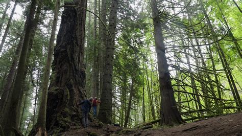 The Forest:  Unraveling Nature's Secrets While Battling Cannibals!